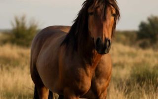 Новый ford mustang без лишнего шума