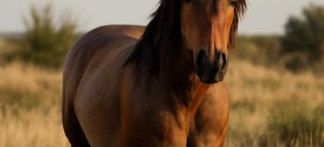 Новый ford mustang без лишнего шума