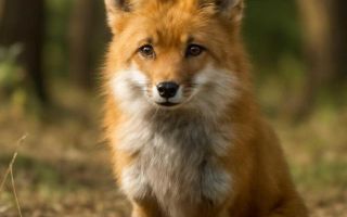 Лисян как китайский автопроизводитель нового спроса
