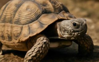 Как работает режим черепаха в tesla на дороге и в диагностике