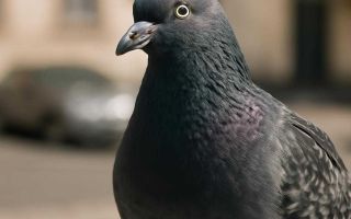 Откуда берется гул под капотом при включении дальнего света