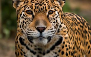 Тест драйв jaguar f-type coupe на языке металла и тяги