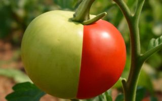 Пять гибридов, которые уверенно чувствуют себя в городе