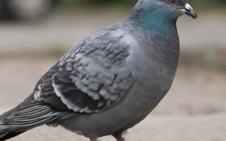 Откуда берется гул коробки на пятой передаче