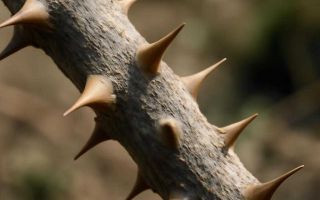 Как удержать шипы в зимней шине без лишнего износа