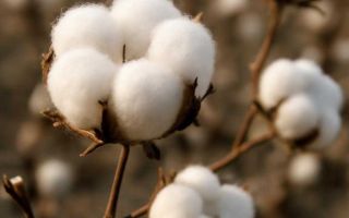 Откуда берутся хлопки в глушителе при сбросе газа
