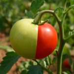 Пять гибридов, которые уверенно чувствуют себя в городе